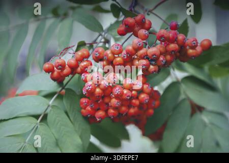 Grappes rouges de baies sur les branches de Rowan parmi les feuilles vertes Banque D'Images