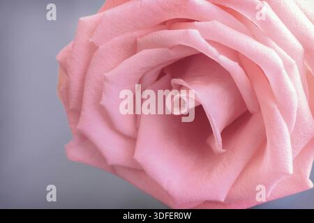 La plus belle rose rouge. Gros plan du noyau d'une rose Banque D'Images