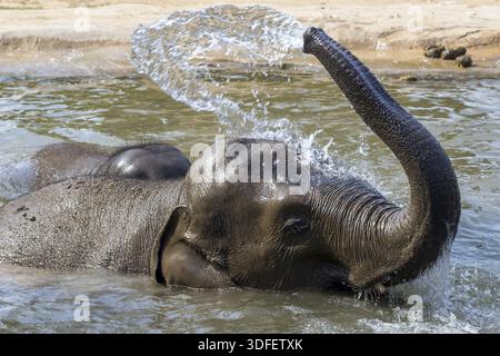 Une paire d'éléphants se détend dans l'eau Banque D'Images
