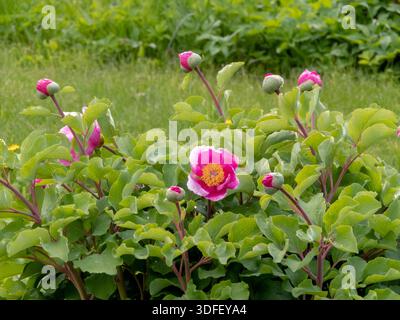 Fleurs roses et bourgeons non ouverts de paeonia daurica fleurissant dans un jardin. Scène de pivoine printanière élégante idéale pour la conception botanique, jardinage et florale t Banque D'Images