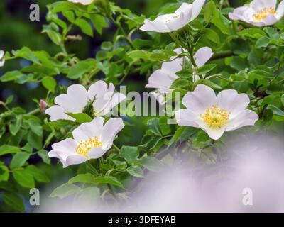 Gros plan de fleurs rosa canina rose pâle avec un feuillage vert frais dans un jardin printanier. Vue botanique du chien rose de la famille des Rosaceae avec b doux Banque D'Images