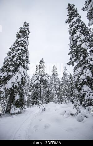 Vue d'arbres chargés de neige atteignant le ciel couvert, couvrant le paysage serein dans une palette monochrome de blanc et de gris, Rovaniemi, LAPL Banque D'Images