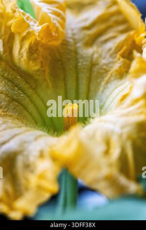Plan macro d'une fleur de courge musquée (Cucurbita moschata 'Butternut') illuminée par la lumière du soleil. Banque D'Images