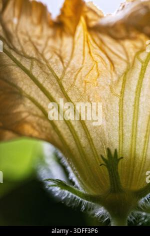 Plan macro d'une fleur de courge musquée (Cucurbita moschata 'Butternut') illuminée par la lumière du soleil. Banque D'Images