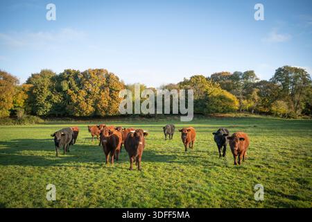 Troupeau mixte de taureaux et génisses Red Ruby Devon, Angus et Welsh Black en champ, matin, automne, Somerset, Royaume-Uni, Europe. Banque D'Images