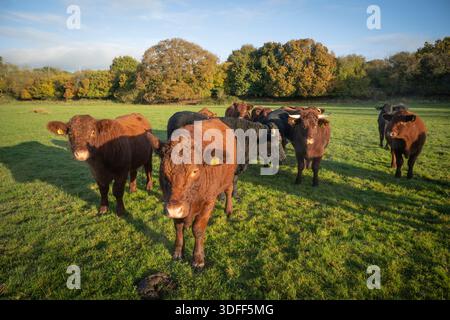 Troupeau mixte de taureaux et génisses Red Ruby Devon, Angus et Welsh Black en champ, matin, automne, Somerset, Royaume-Uni, Europe. Banque D'Images