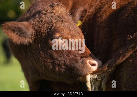 Portrait de taureau interrogé au rubis rouge Devon sur le terrain, Somerset, Angleterre, Royaume-Uni, automne. Banque D'Images