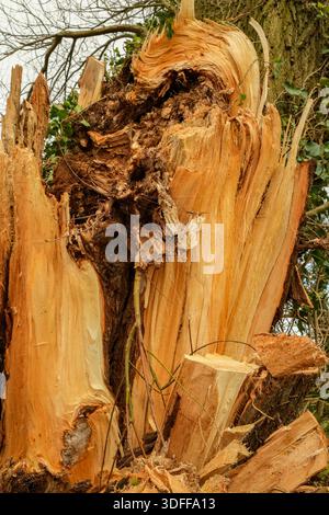 Février 2022 - dommages causés par la tempête - Fermer en détail un arbre soufflé par une tempête Banque D'Images