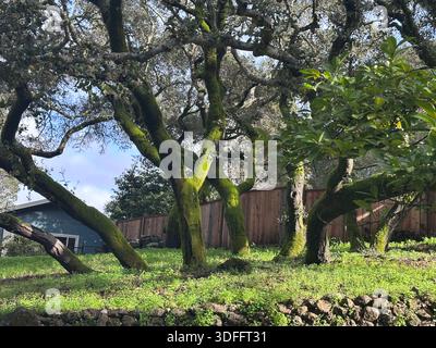 Des chênes matures aux troncs couverts de mousse se dressent sur une colline herbeuse, éclairés par la lumière douce du soleil dans un cadre boisé californien. Banque D'Images