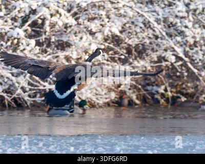 Oie du Canada (Branta canadensis) décollant d'eau douce glacée avec ailes déployées, scène d'action hivernale, temps froid, comportement naturel. Banque D'Images