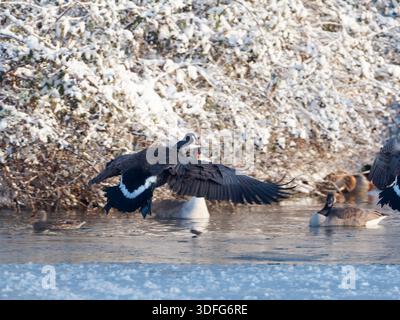 Oie du Canada (Branta canadensis) décollant d'eau douce glacée avec ailes déployées, scène d'action hivernale, temps froid, comportement naturel. Banque D'Images