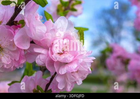 Gros plan fleurs roses de Prunus Triloba (prune en fleurs, amande en fleurs, Louiseania). Branche avec fleur rose. Spring Rose Cherry Blossom fond Banque D'Images
