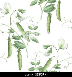 Motif sans couture vintage avec des pousses, des brindilles, des feuilles, des fleurs et des gousses de pois verts. Illustration d'aquarelle dessinée à la main isolée sur fond blanc. Par Banque D'Images