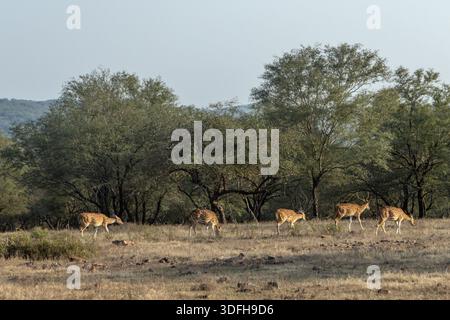 Chital ou cerf tacheté dans le parc national de Ranthambore, Rajasthan, Inde Banque D'Images