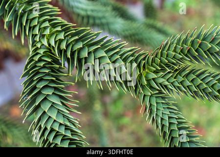 Feuillage vert complexe d'Araucaria araucana Tree Branch, gros plan. Beauté naturelle et texture Banque D'Images