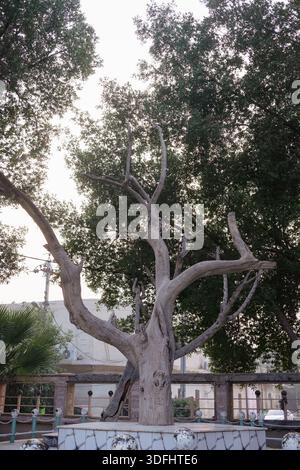 basra, irak - 16 janvier 2023 : photo d'un arbre fossilisé de plusieurs centaines d'années appelé l'arbre d'Adam dans la basracité Banque D'Images