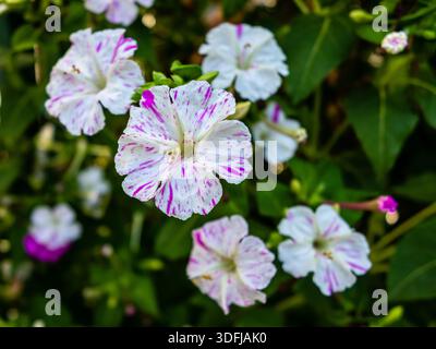 Mirabilis jalapa fleur dans un jardin à Madrid Banque D'Images