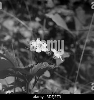 Région de Donetsk, RSS d'Ukraine, Union soviétique, années 1980 Une charmante photographie macro de format moyen noir et blanc de plantes de fraise sauvage en fleurs (Fragaria vesca). Prise dans le village de Golaya Dolina (aujourd'hui Dolina). L'image capture des fleurs blanches délicates avec des feuilles dentelées sur un fond naturel flou. Un minuscule coléoptère est visible sur l'un des pétales, ajoutant une touche d'interaction avec la faune. Ce cliché d'archives vintage symbolise la fraîcheur du début de l'été et le style de vie rural du paisible Donbass. Banque D'Images