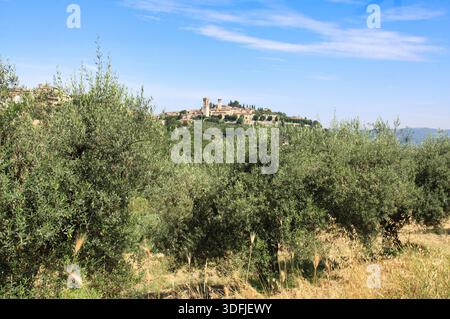 Une vue panoramique à longue distance de la ville perchée de Corciano en Ombrie, en Italie, encadrée par d'épais oliviers verts sous un ciel bleu clair. Banque D'Images