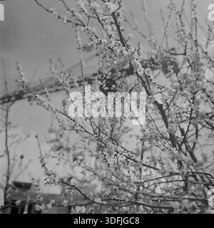 Région de Donetsk, RSS d'Ukraine, Union soviétique, années 1960 Une photographie de format moyen noir et blanc à faible angle capturant l'essence de l'ère du dégel de Khrouchtchev. Une dense canopée de branches d'abricot en fleurs remplit le cadre, créant une texture florale naturelle. À travers les trous dans les fleurs blanches, une grue à tour de construction et des lignes électriques sont visibles contre le ciel. Cette juxtaposition symbolise le parallèle harmonieux de l'éveil de la nature et de la croissance industrielle du Donbass pacifique. Une image d'archives nostalgique du développement du milieu du XXe siècle. Banque D'Images
