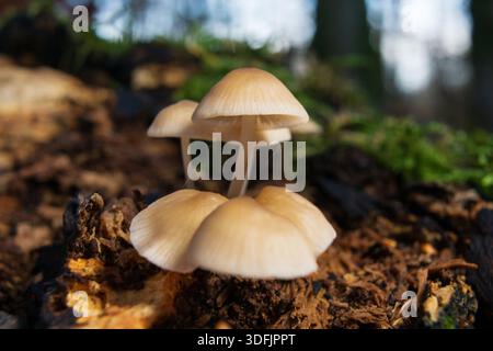Vue rapprochée de délicats champignons blancs poussant dans un petit groupe sur du bois en pourriture dans un cadre forestier. Banque D'Images