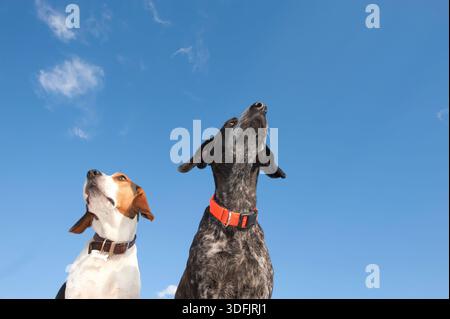 Vue en bas angle de deux chiens debout côte à côte et regardant vers le haut contre un ciel bleu vif avec de légers nuages. L’image véhicule la curiosité Banque D'Images