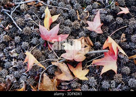 Feuilles d'automne colorées reposant sur le sol boisé parmi les gousses de graines séchées et les branches, soulignant les changements saisonniers et la texture naturelle Banque D'Images