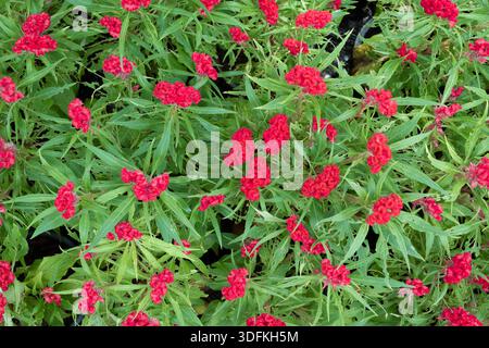 Nid de coq à crête rouge (Celosia argentea var. cristata) en croissance. Banque D'Images