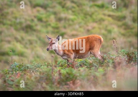 Cerf roux (cervus elaphus) sauvage qui paissent sur une haie près de Dunkery Beacon dans le parc national Exmoor, Somerset, Angleterre, Royaume-Uni. Banque D'Images