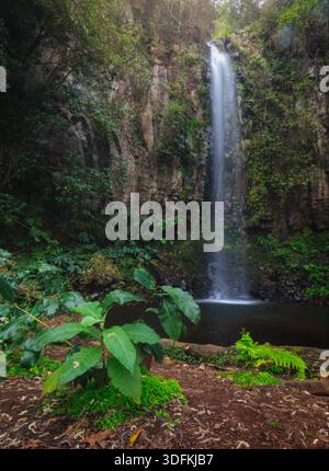 La grande cascade de Água d’Alto tombe dans une petite piscine sombre dans une forêt luxuriante sur l’île de Madère, au Portugal, avec une plante verte vibrante au premier plan Banque D'Images