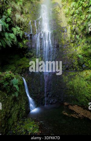 De délicats ruisseaux d'eau coulent le long d'un mur de roche recouvert de mousse dans une petite piscine à côté d'un sentier de levada sur Madère, entouré de fougères et de verdure Banque D'Images