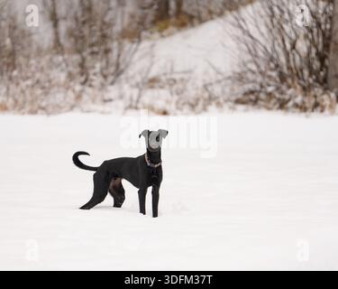 Chien noir sur une froide journée d'hiver debout dans un champ couvert de neige Banque D'Images