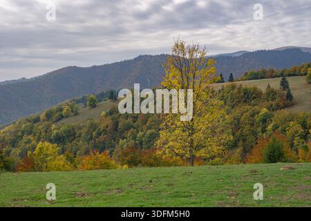 Vue sur les couleurs vibrantes de l'automne peignent les collines, avec un seul arbre doré se détachant sur la toile de fond des montagnes Velka Fatra, Velka Fat Banque D'Images