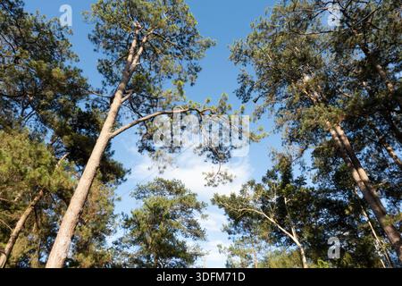 plan vertical regardant vers le haut dans la canopée d'une forêt de pins. Les grands troncs droits et la canopée verte dense, Baguio, Philippines Banque D'Images