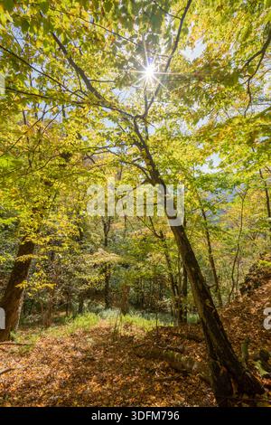 Vue de la lumière du soleil perçant à travers la canopée de feuilles d'automne vibrantes, jetant des ombres tapissées sur le sol de la forêt, un moment serein capturé, Banska B. Banque D'Images