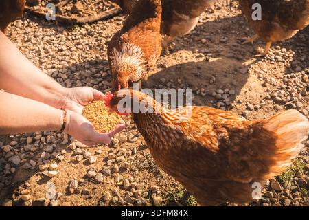 La fermière nourrit ses poules à la main avec du grain Banque D'Images