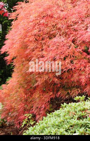 Acertree. Acer dissectum atropurpureum présentant des feuilles rouges orangées éclatantes caractéristiques en automne Banque D'Images
