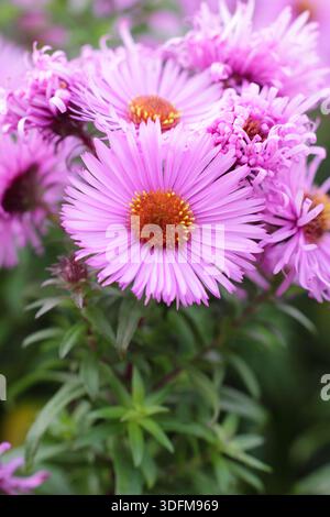 Symphyotrichum novae-angliae 'Mabelle'. Aster de Nouvelle-Angleterre 'Mabelle'. Aster novae-angliae 'Mabelle' portant des fleurs en pâquerette rose moyenne au début de l'automne. Banque D'Images