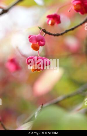 Euonymus europaeus 'Red Cascade' arbuste arborant des fruits rose vif distinctifs s'ouvre pour révéler des graines d'orange vives au début de l'automne. Également appelé broche Banque D'Images
