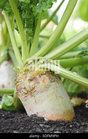 Mangelwurzel. Légume-racine hérité, Mangelwurzel, 'Yellow Eckendorf' à maturité proche dans une zone végétale. Autrefois cultivé comme fourrage pour le bétail maintenant pour les humains. Banque D'Images