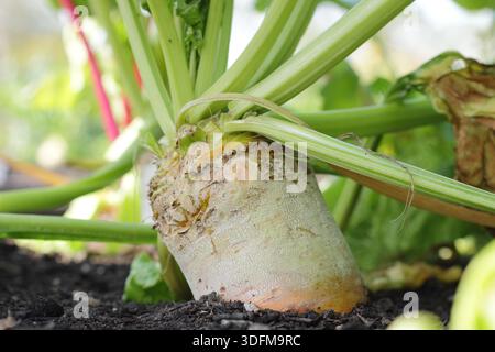 Mangelwurzel. Légume-racine hérité, Mangelwurzel, 'Yellow Eckendorf' à maturité proche dans une zone végétale. Autrefois cultivé comme fourrage pour le bétail maintenant pour les humains. Banque D'Images