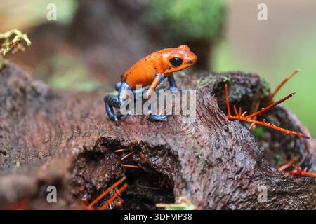 Une grenouille à fléchettes poison à la fraise ou une grenouille en jeans bleu sur un morceau de feuillage vert au Costa Rica Banque D'Images