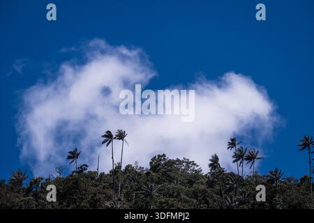 Vue de grands palmiers atteignant un ciel bleu vibrant parsemé de nuages blancs moelleux, créant un paysage serein et pittoresque, Salento, qui Banque D'Images