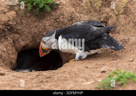 Macareux de l'Atlantique (Fratercula arctica) entrant dans son terrier sur l'île Skomer, Pembrokeshire, pays de Galles, Royaume-Uni Banque D'Images