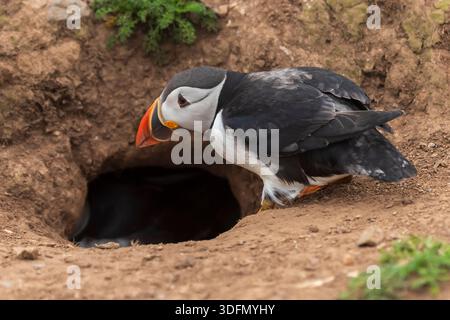 Macareux de l'Atlantique (Fratercula arctica) entrant dans son terrier sur l'île Skomer, Pembrokeshire, pays de Galles, Royaume-Uni Banque D'Images