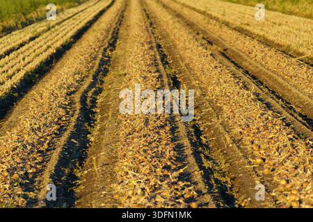 Une vue d'ensemble d'une culture d'oignons à grande échelle (Allium cepa) disposée en andains pour le processus critique de séchage au champ (séchage), une étape nécessaire pour long-t Banque D'Images