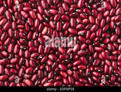 Vue de dessus des haricots rouges (Phaseolus vulgaris) avec une peau lisse et des reflets subtils. Fond naturel de légumineuses séchées. Banque D'Images
