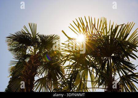 Filtrage de la lumière du soleil à travers les feuilles de palmier par temps clair Banque D'Images