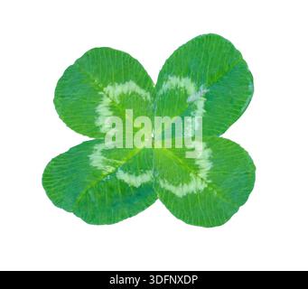 Trèfle à quatre feuilles isolé sur fond blanc, symbole du jour de Patrick isolé sur fond blanc avec chemin de détourage. Elément de design floral pour voiture Banque D'Images