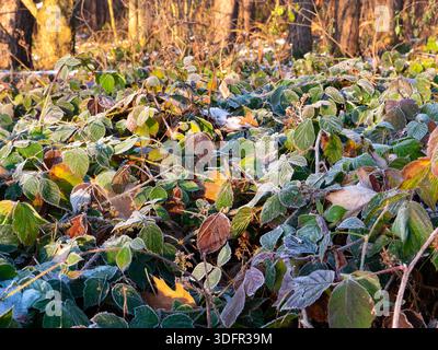 feuilles colorées dans le gel du matin - feuilles colorées dans le soleil d'hiver du matin Banque D'Images